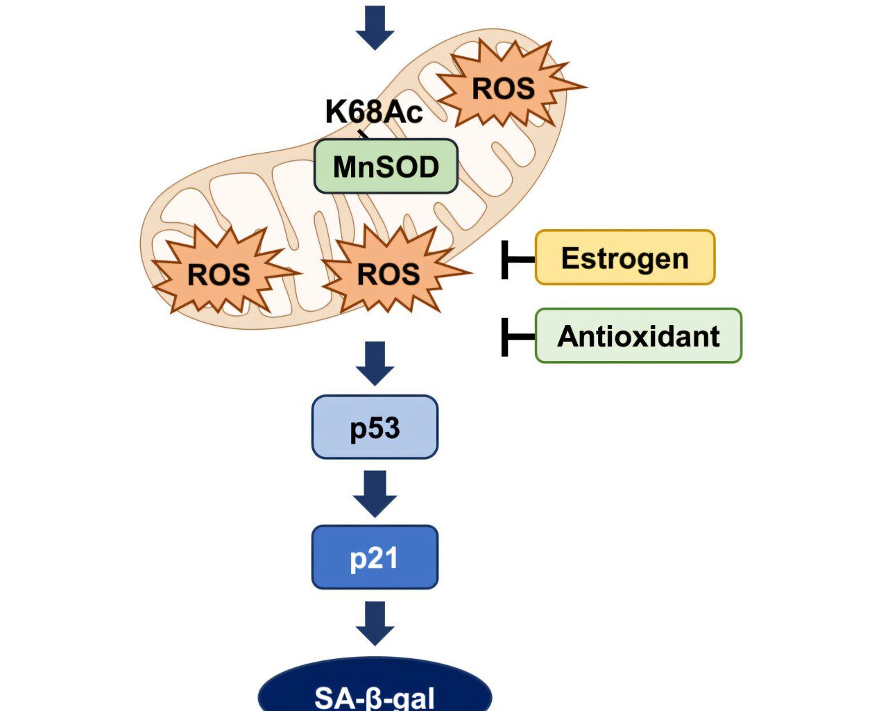 A keto diet might benefit females more than males