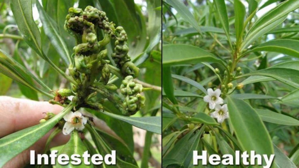 Invasive insect detected on Kaua‘i, attacking native naio plant : Big Island Now