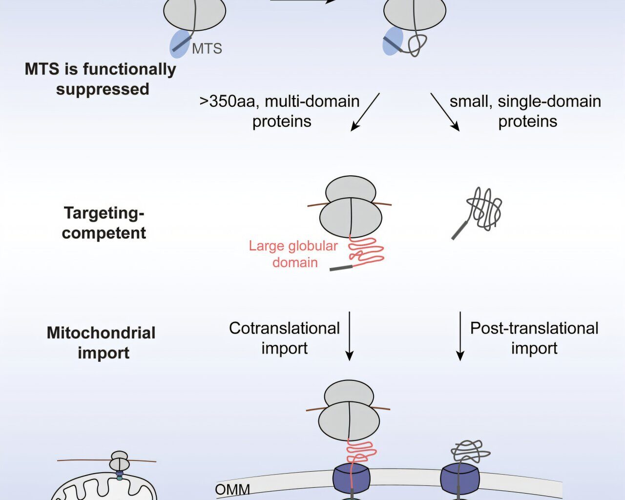Biochemists uncover new rules of mitochondrial protein import