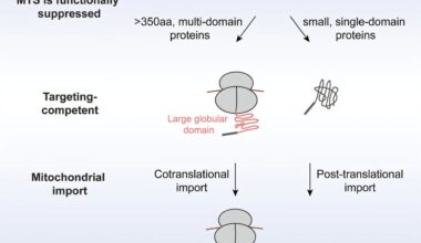 Biochemists uncover new rules of mitochondrial protein import