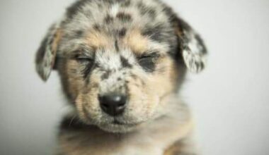 Dallas' animal shelter is not accepting stray dogs and cats