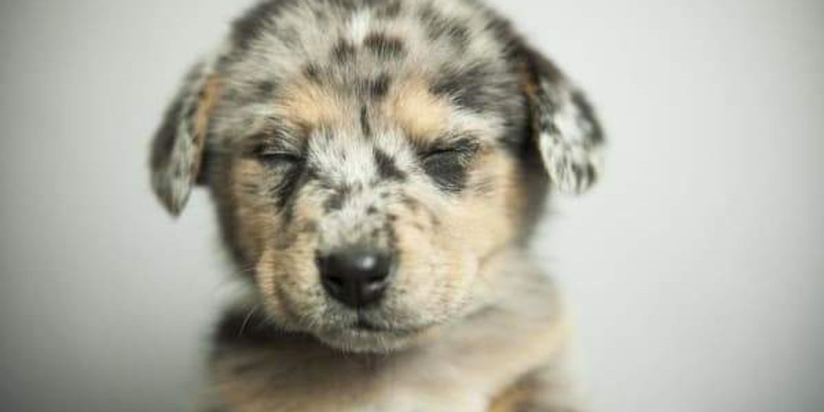 Dallas' animal shelter is not accepting stray dogs and cats