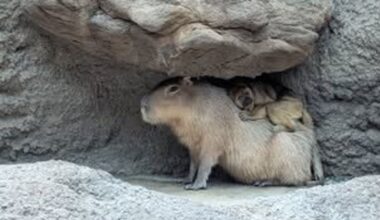 Denver Zoo's howler monkey and capybara are surprise best friends