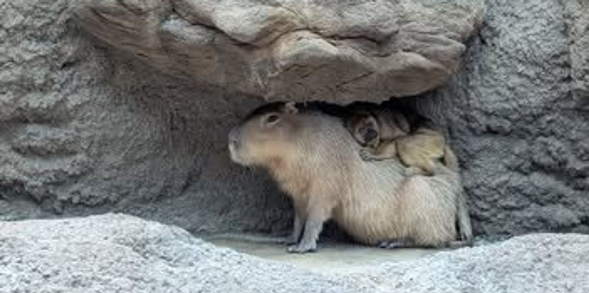 Denver Zoo's howler monkey and capybara are surprise best friends