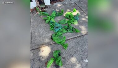 Police searching for suspect who's been throwing bags of dog feces at LGBTQ+ youth center in Bell