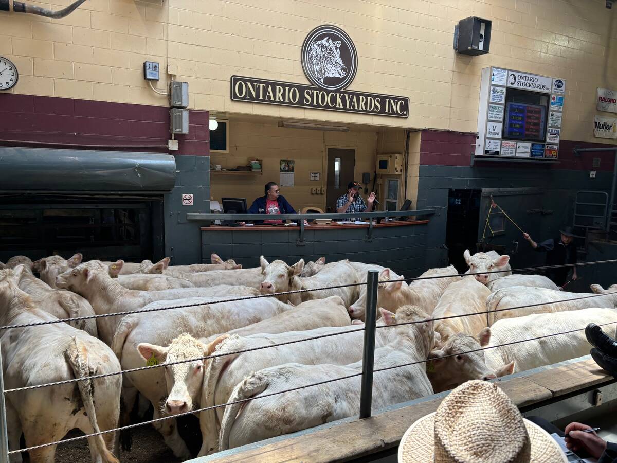Auction at Ontario Stockyards in Cookstown. 