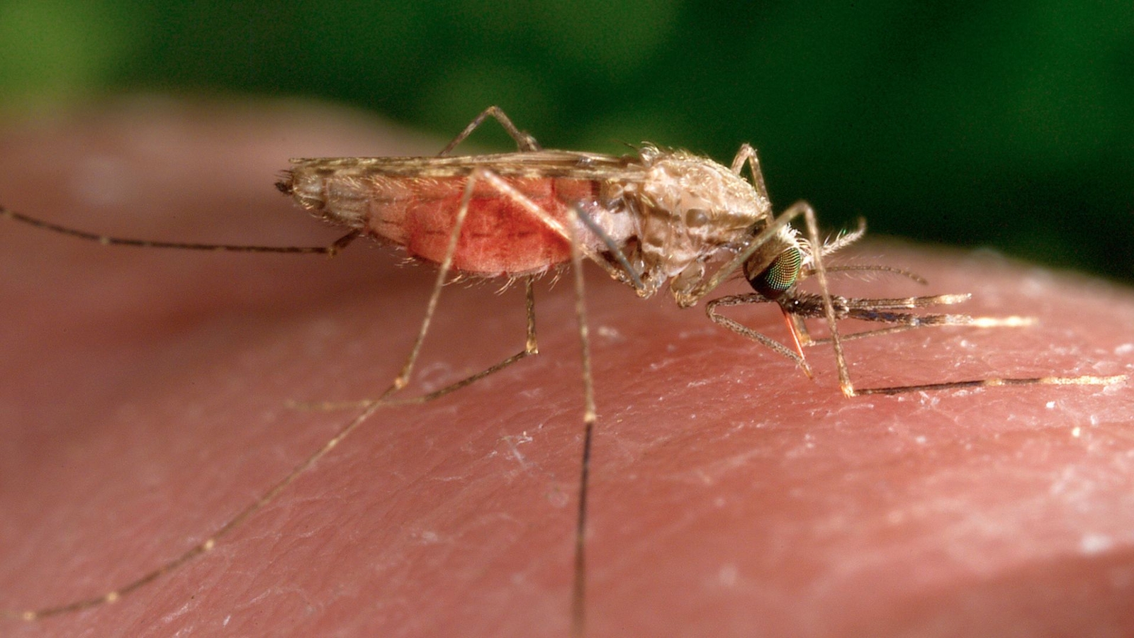 NYC West Nile virus: First cases reported by Health Department in 2 residents from Queens