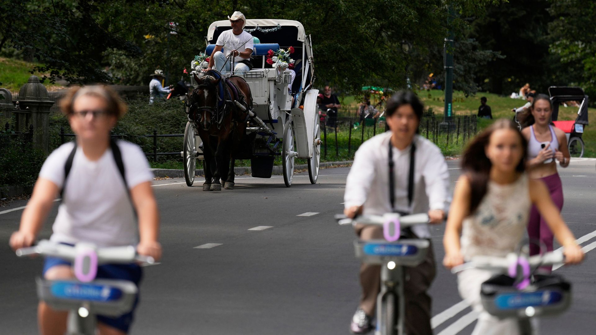 A horse dawn carriage takes passengers through a loop in Central Park in New York, Tuesday, Aug. 19, 2025.