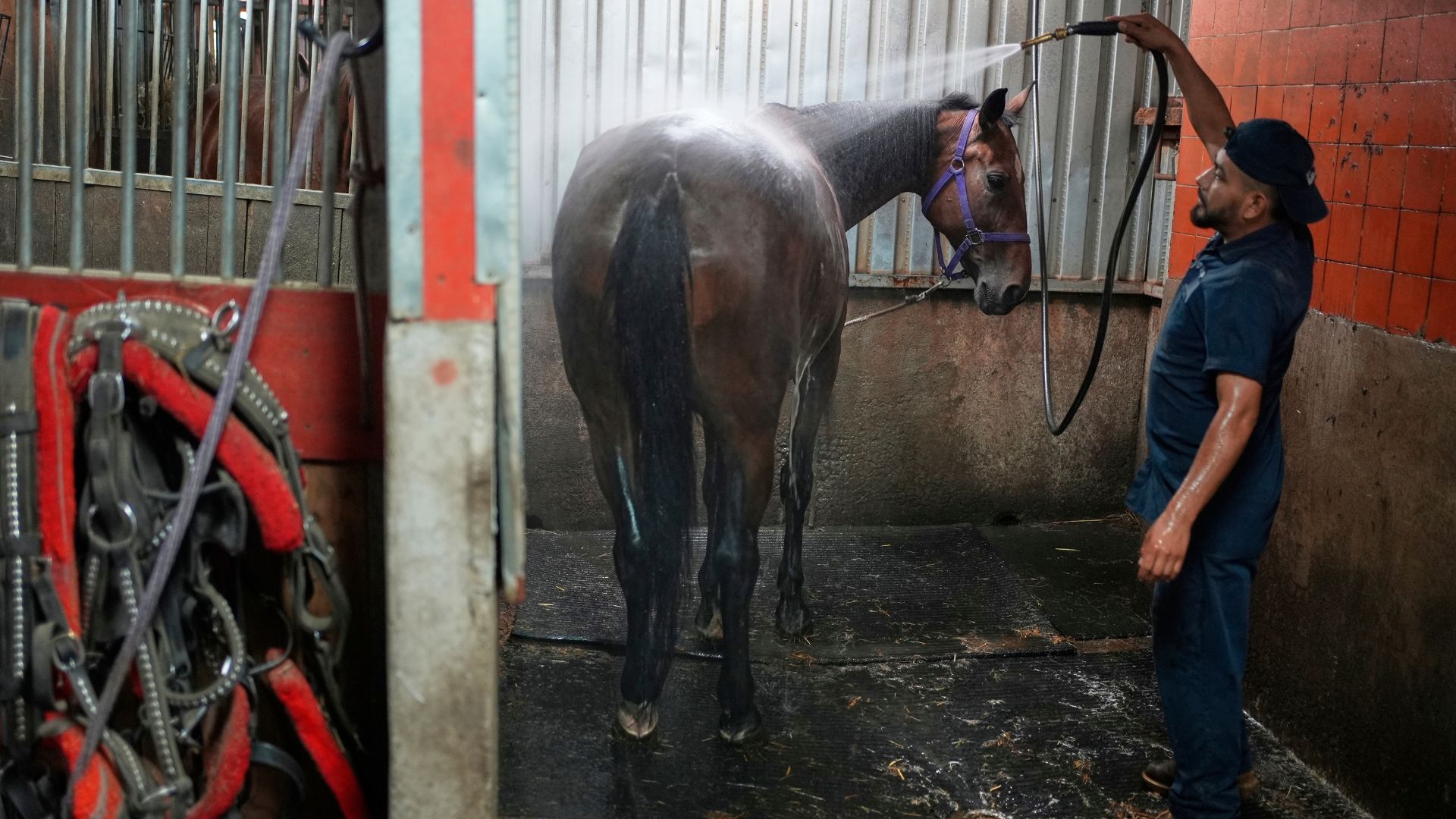 Stablehand Roen Galvez washes Jersey before his shift at the Clinton Park Stables in New York, Monday, Aug. 18, 2025.