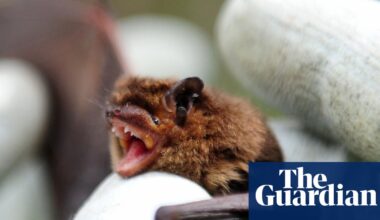 Eight bat researchers mostly from Asia and Africa refused entry into Australia to attend global scientific event | Science