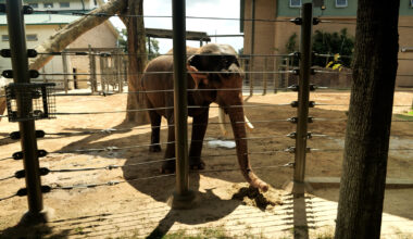 Majestic milestone for a popular Houston Zoo resident