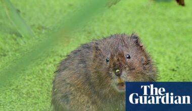 Natural England hails recovery of 150 struggling species | Conservation