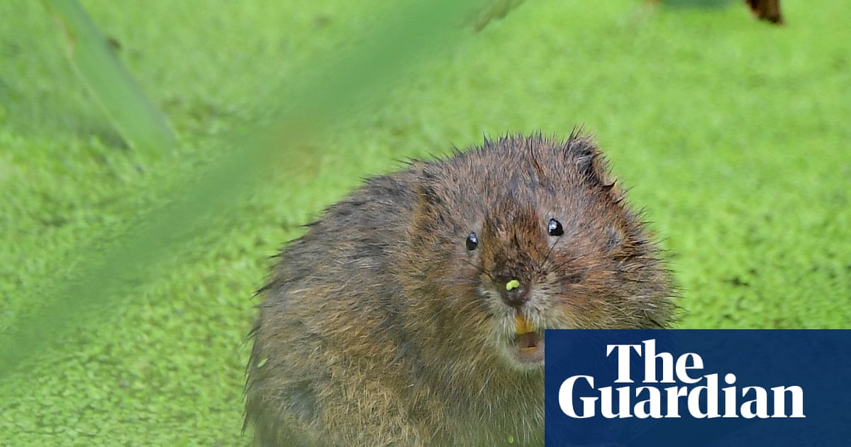 Natural England hails recovery of 150 struggling species | Conservation