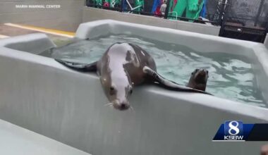 Sea lion leptospirosis outbreak spreads up the California coast