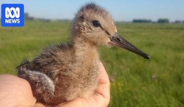Black-tailed godwit joins NSW endangered species list as population dives