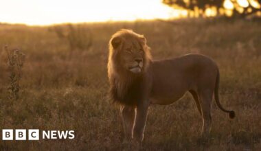 Research lion killed in 'unethical' alleged trophy hunt shooting