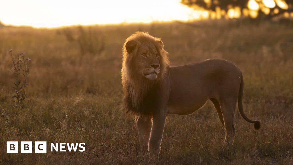 Research lion killed in 'unethical' alleged trophy hunt shooting