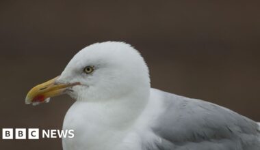 Barmouth gull kicked to death after stealing fish from plate