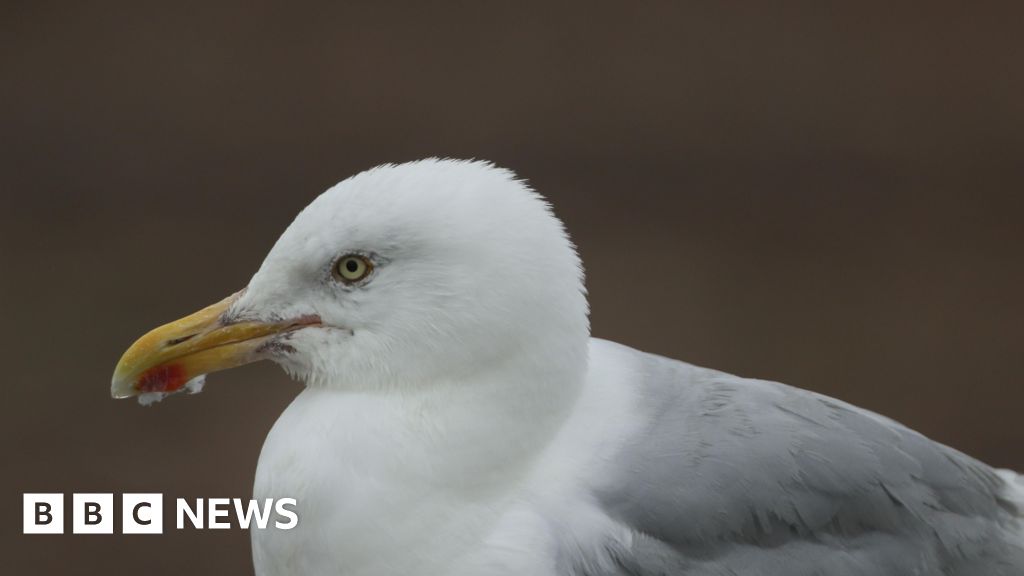 Barmouth gull kicked to death after stealing fish from plate