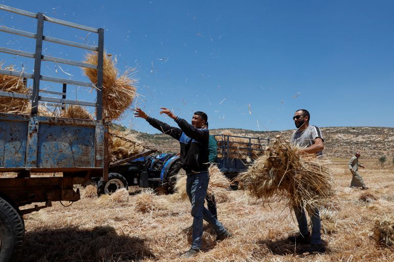Palestinian men collect wheat in al-Mughayyir village near Ramallah