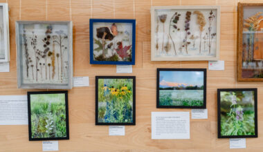 Art installation at Lawrence library aims to inspire wonder, curiosity about native plants – The Lawrence Times