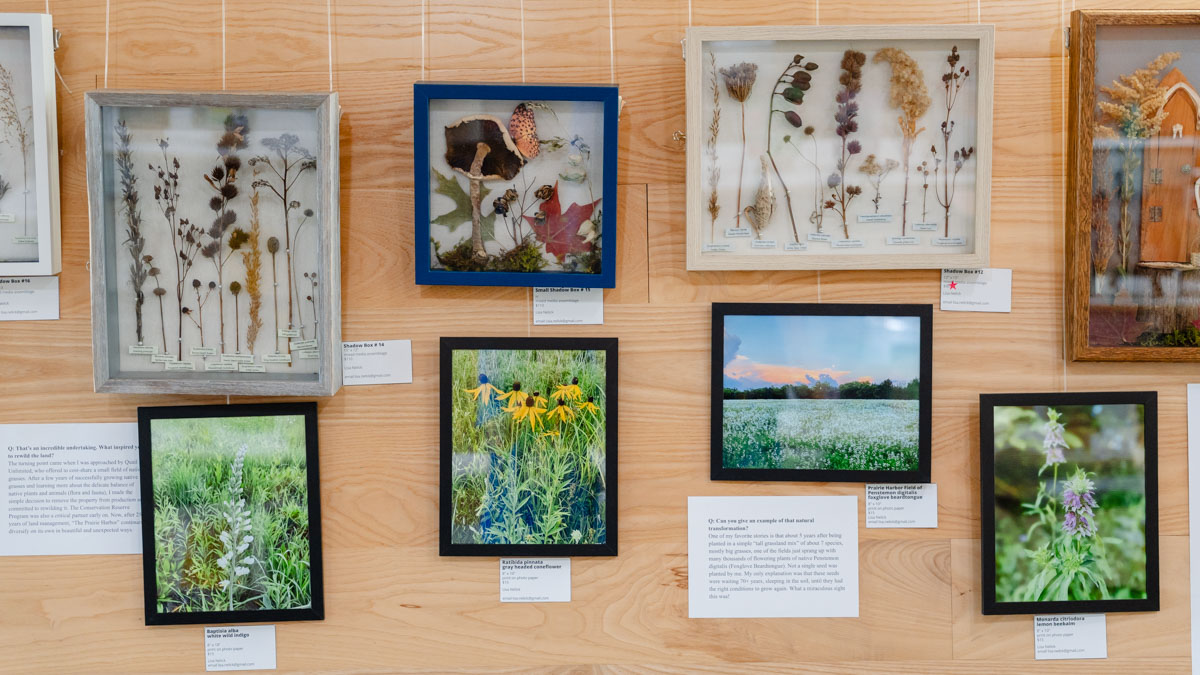 Art installation at Lawrence library aims to inspire wonder, curiosity about native plants – The Lawrence Times