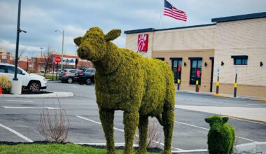 Bushes in the shape of cows stand outside a Chick-fil-A restaurant in Henrietta, New York. A Chick-fil-A planned for Laveen will have some sort of monument facing the intersection of 59th Avenue and Baseline Road. Ideas mentioned so far were a water tower or statues of the company’s mascot cows.
