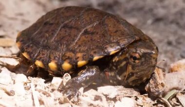 The public can now review and comment on the U.S. Fish and Wildlife Service’s draft recovery plan for the endangered Sonoyta mud turtle, a freshwater turtle found in southern Arizona and northwestern Mexico.