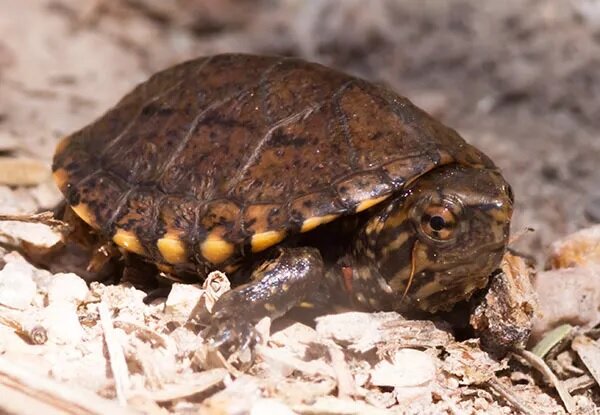 The public can now review and comment on the U.S. Fish and Wildlife Service’s draft recovery plan for the endangered Sonoyta mud turtle, a freshwater turtle found in southern Arizona and northwestern Mexico.
