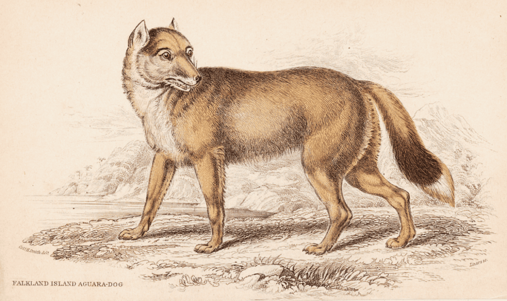 Illustration of warrah wolf Falkland Island