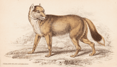 Illustration of warrah wolf Falkland Island