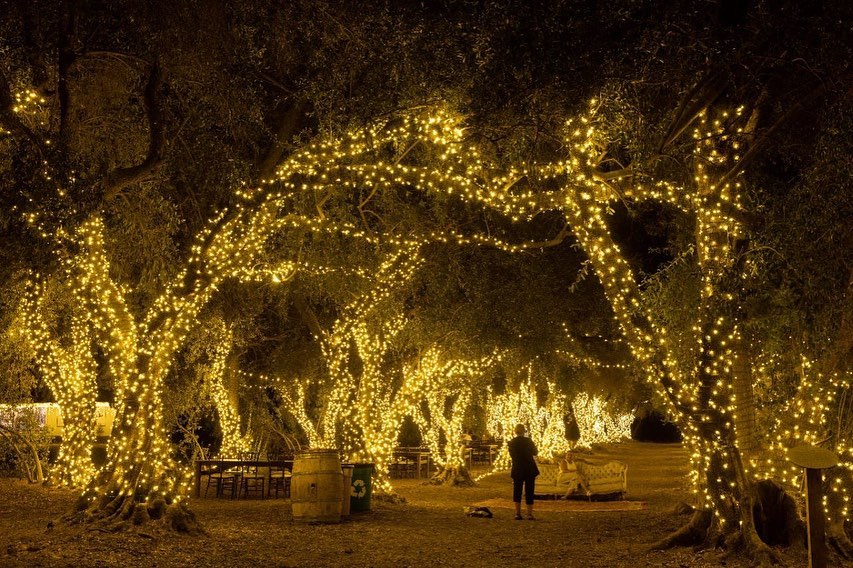 An avenue of trees covered in lights at The Lavender Night Market near L.A.