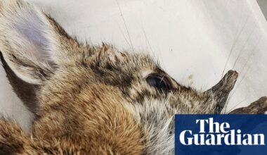 ‘Demon’ rabbits growing hornlike warts in Colorado are no danger, scientists say | Colorado
