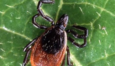 Serious tick-borne virus investigated on Martha's Vineyard