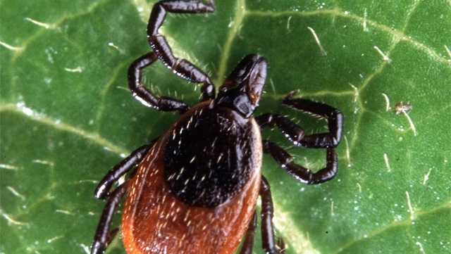 Serious tick-borne virus investigated on Martha's Vineyard
