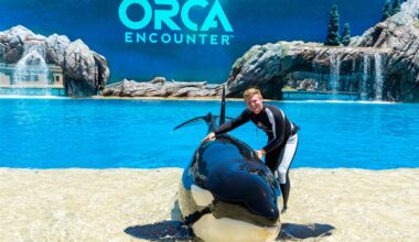SeaWorld’s new Orca Encounter is ‘love letter’ to whales, guests