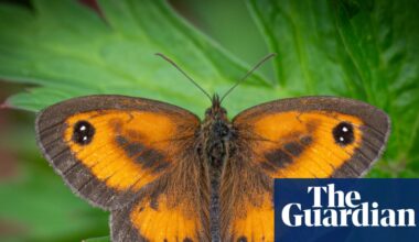 Air pollution filters help scientists produce first UK wildlife survey using eDNA | Environment