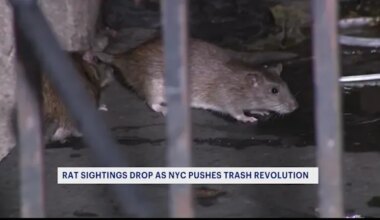 'Trash revolution.' 311 complaints about rat sightings down citywide