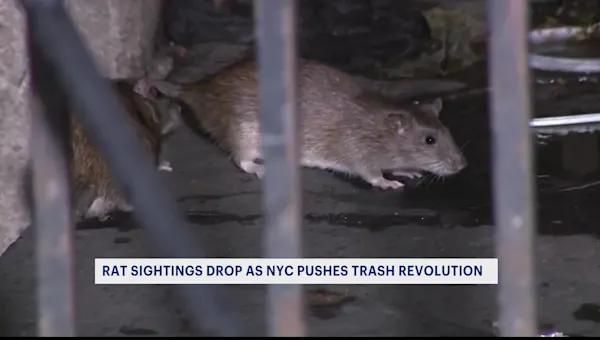 'Trash revolution.' 311 complaints about rat sightings down citywide