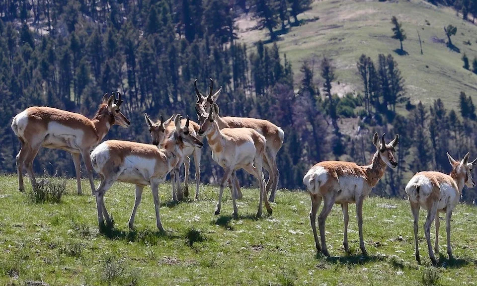 Pronghorn herd in spring grass.