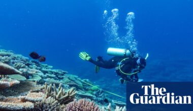 Great Barrier Reef suffers biggest annual drop in live coral since 1980s after devastating coral bleaching | Coral