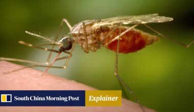 Explainer | What you should know about Chikungunya fever, the illness surging in China