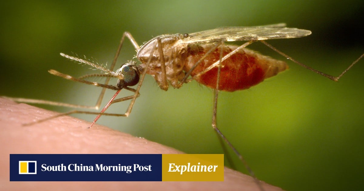 Explainer | What you should know about Chikungunya fever, the illness surging in China