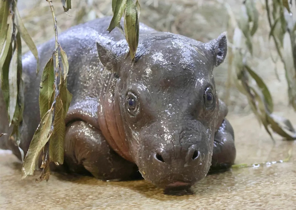 Tanganyika Wildlife Park - PHOTO: Hippo Mars at the Tanganyika Wildlife Park.