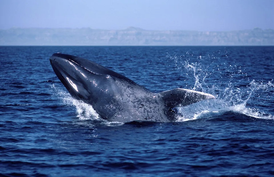 A breaching blue whale. Blue whale songs off the coast of California have reportedly dropped by approximately 40 percent as their primary food source - krill – have become more scarce as a result of rising ocean temperatures ((Alamy/PA))
