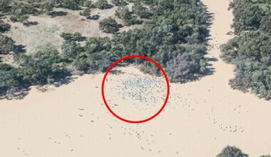 Air crew makes 'once-in-50-year' discovery in Aussie outback as tourists race to see rare phenomenon