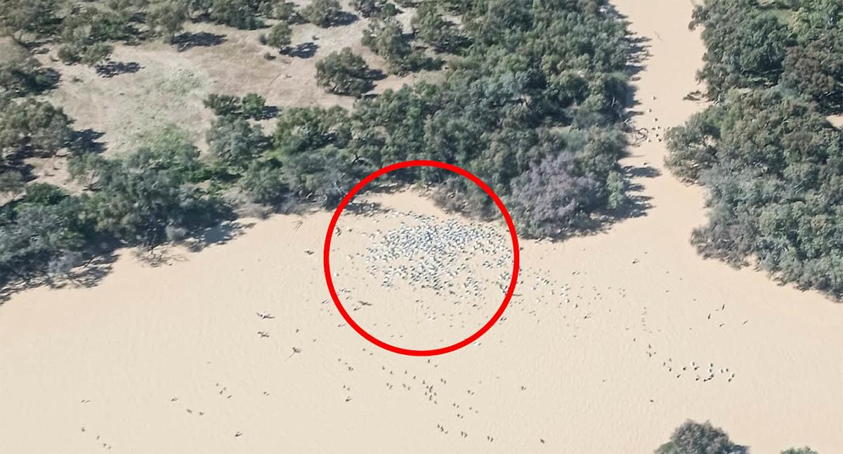Air crew makes 'once-in-50-year' discovery in Aussie outback as tourists race to see rare phenomenon