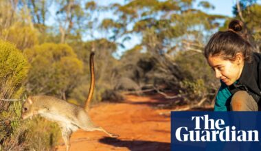 One giant leap for bettongs released into sanctuary as wildlife conservancy aims to operate on 5% of Australia | Endangered species