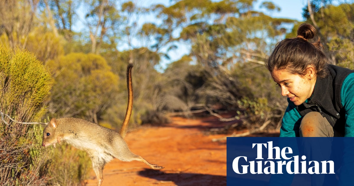One giant leap for bettongs released into sanctuary as wildlife conservancy aims to operate on 5% of Australia | Endangered species