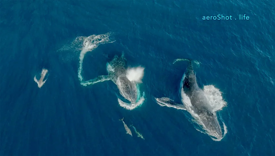 Two whales breach the surface of the water with dolphins.